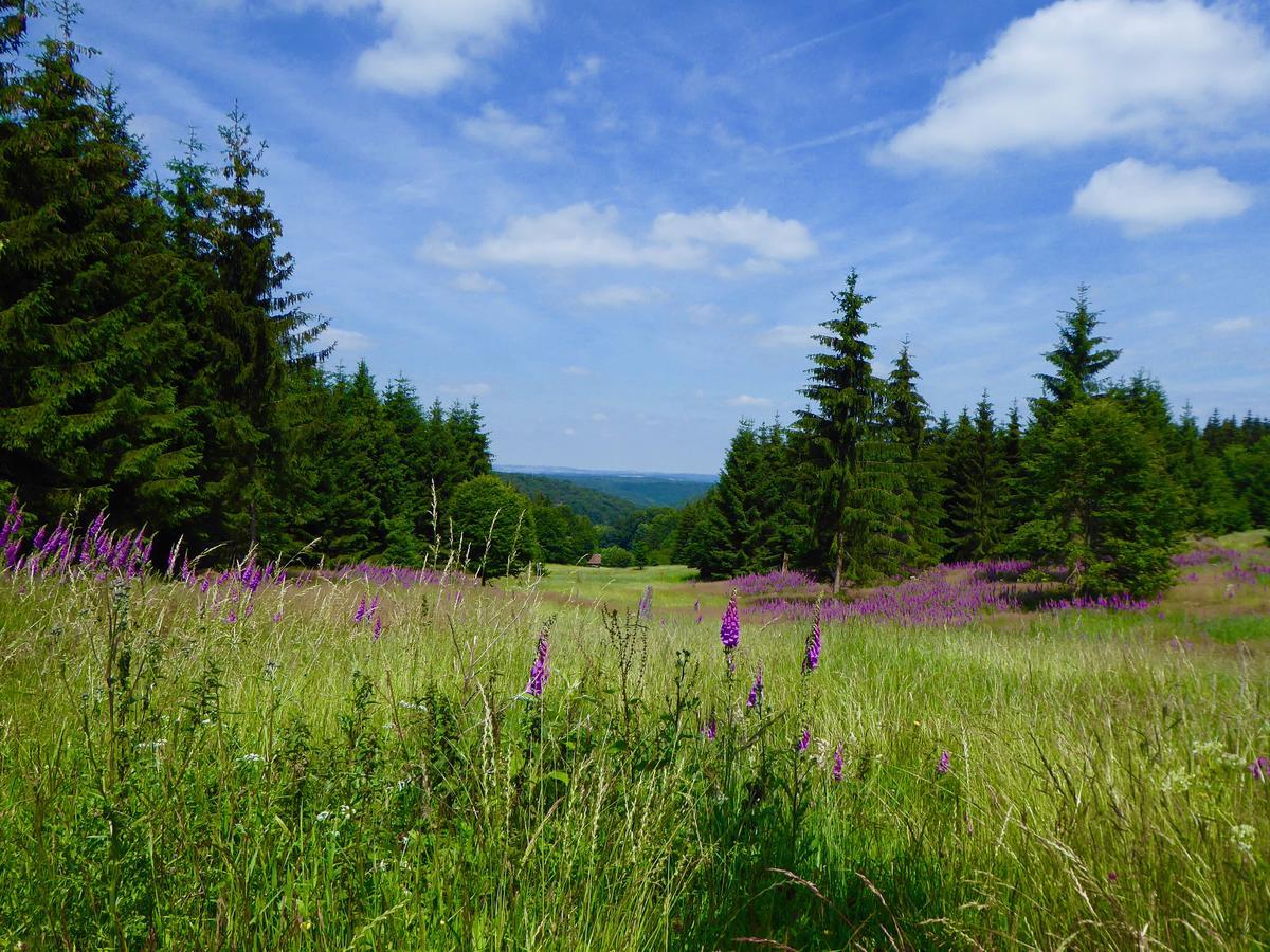 Natururlaub Frankenau Exteriör bild